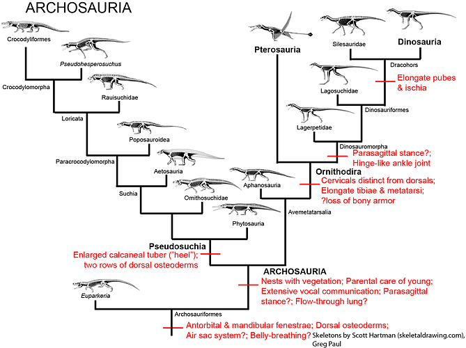 104Archosauria