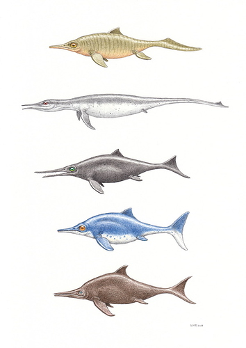 esther-van-hulsen-ichthyosaur-species