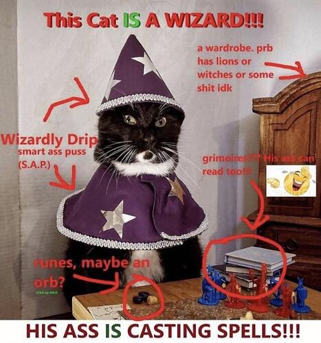 wizard_cat