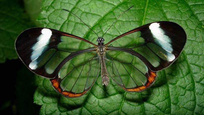 Glasswing-Butterfly