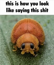 this is how you look saying this shit beetle