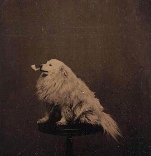 dog with a pipe