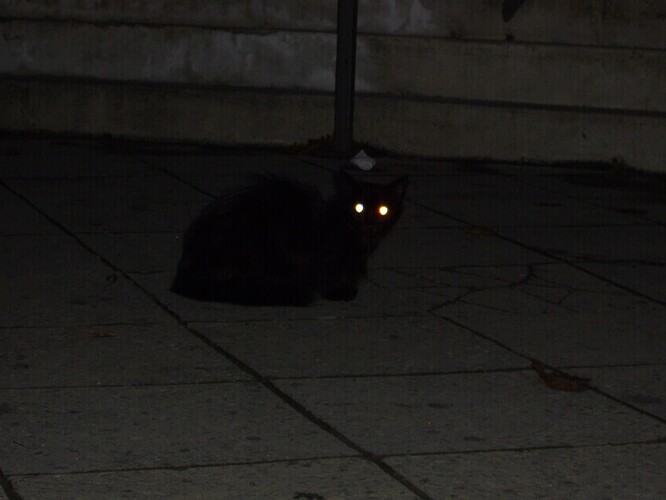 Black_cat_with_glowing_eyes