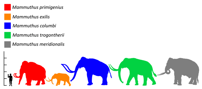 Mammuthus_Size_comparison