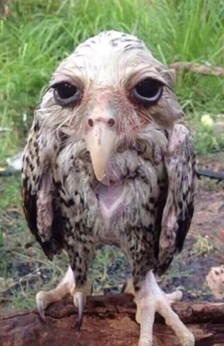 owu