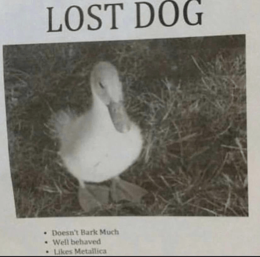 lost doggo