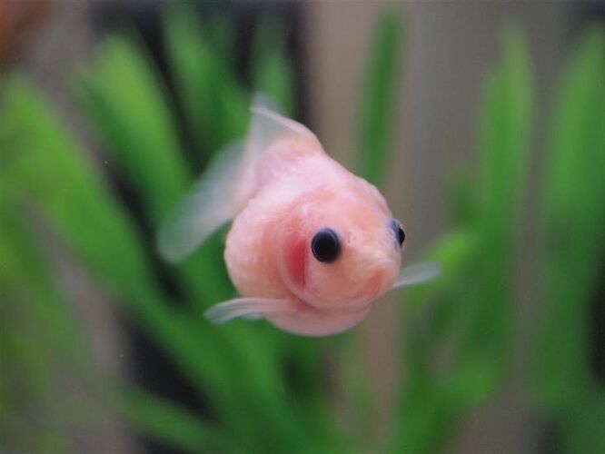 54a0faf2033a7e58429a537824a52532--goldfish-tank-aquarium-terrarium