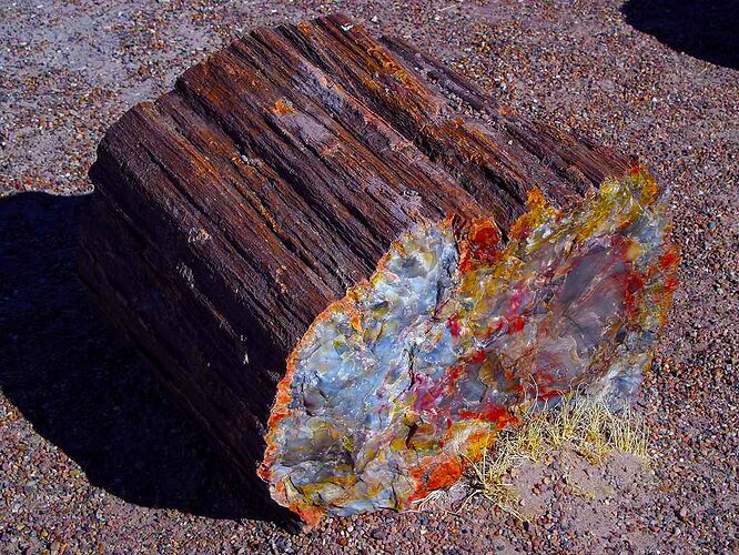 petrified wood