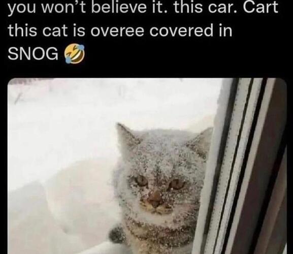 cat_snow