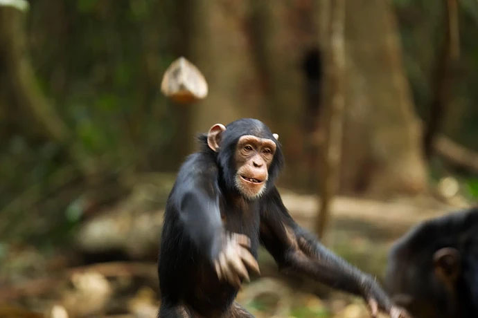 chimp_throwing_rock_corbis