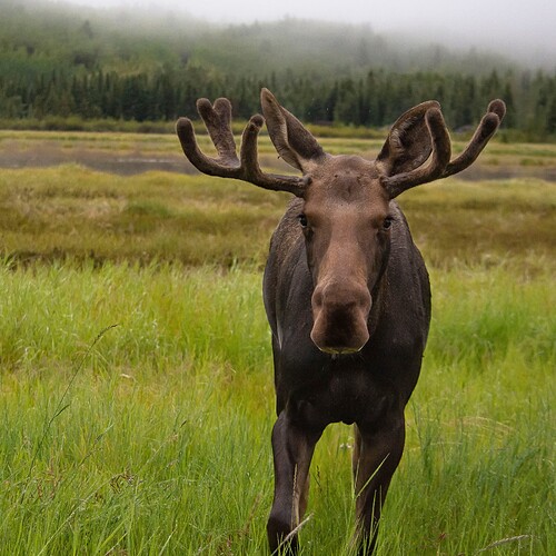 Moose-bison-1x1-eagle-August-17-RUN-wild-Morning-fog-YWP-L.Caskenette_3-scaled