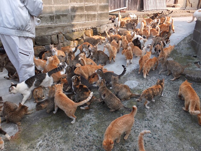 Cats_in_aoshima_island_1