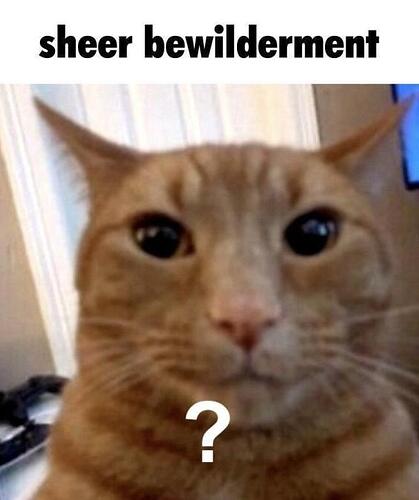 sheer_bewilderment_cat