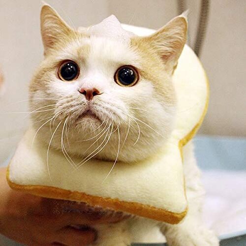 komii-Pet-CostumeCreative-Toast-cat-Headdress-Soft-Bread-Slice-Collar-for-Cats-Toast-Bread-hat-Bread-Shaped-pet-hat-Easy-to-Remove-Cute-pet-Makeup-cat-Cosplay-Cap-cat-Toy-0-5-600x600