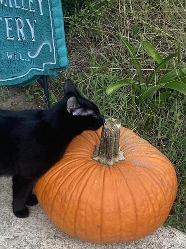 cat pumpkin