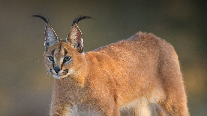 animals_hero_caracal
