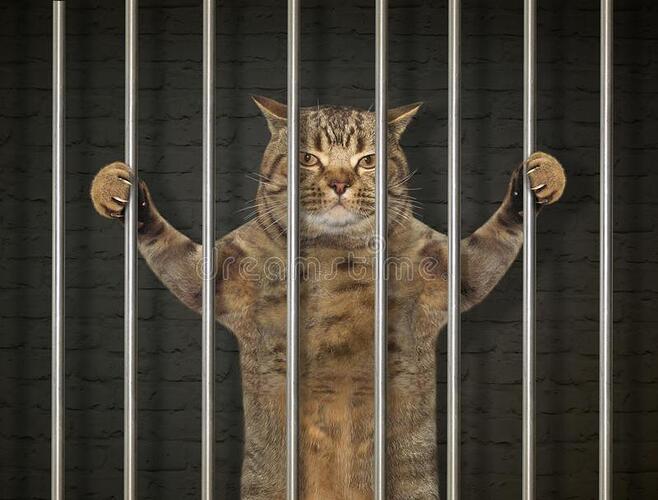 bad-cat-behind-bars-prison-120736309