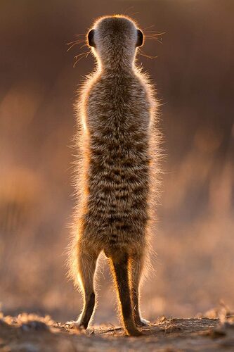 how-to-photograph-meerkats-2-534x800