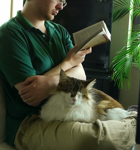 Mainecoon-lap