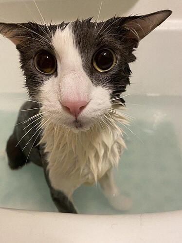 cat