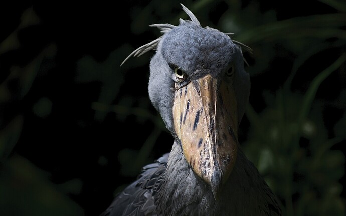 The-Shoebill-Stork