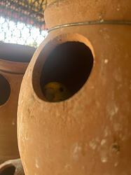 bird of trepidation