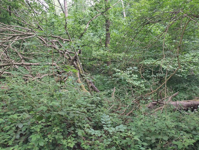 IMG_20250518_141228_HDR