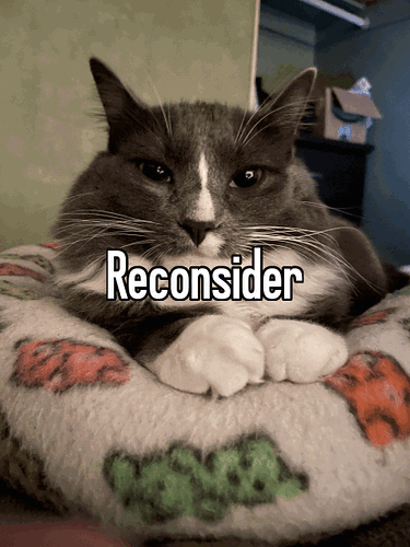 reconsider_cat