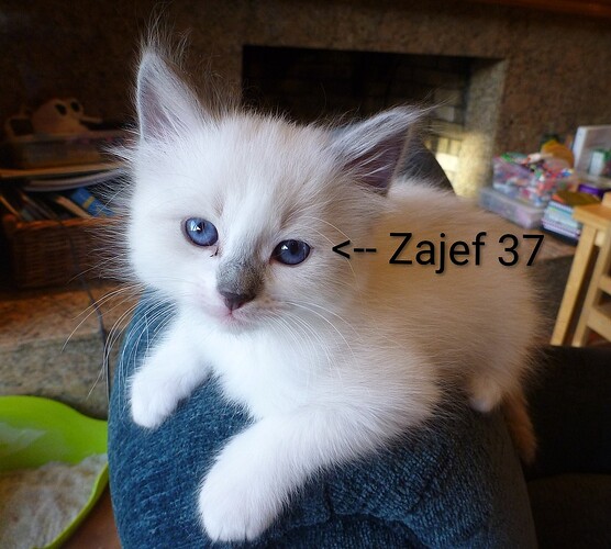 Juvenile_Ragdoll~3