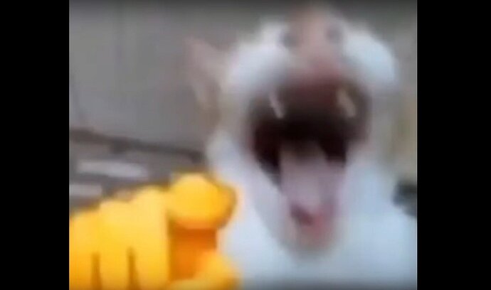 cat-laughing-4