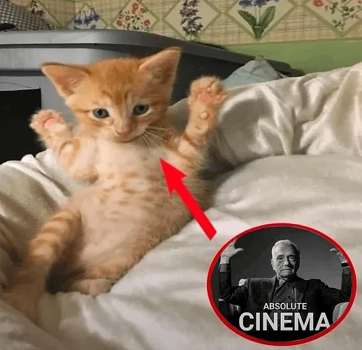 cat_absolutecinema