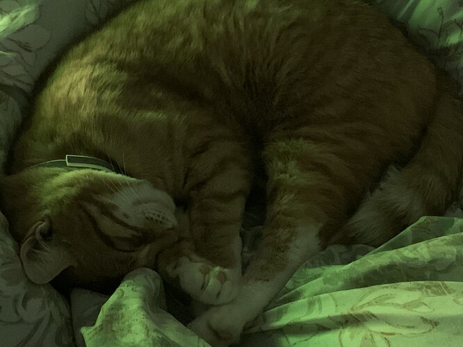 Thing 1