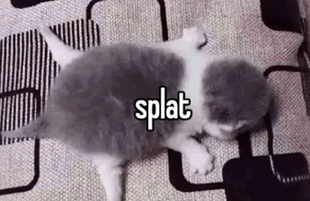 splat cat