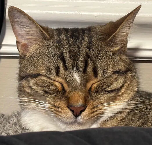 Screenshot 2026-03-04 at 4.15.37 PM