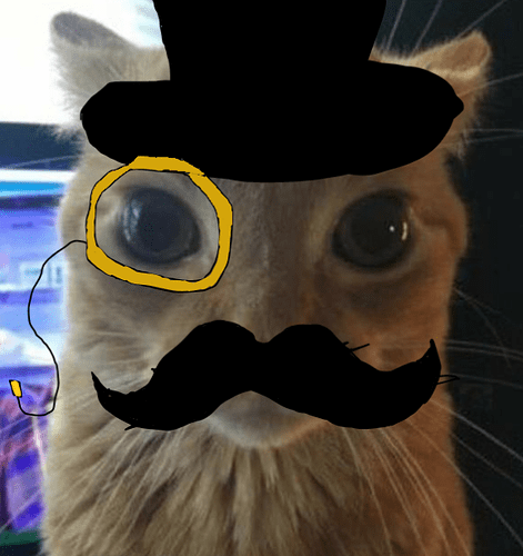 dapper_cat_stare