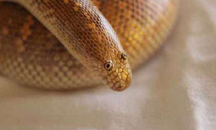 SnakeLarge-1
