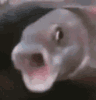 :poggerfish: :poggerfish:
