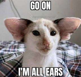 all_ears_cat