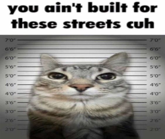 streetscuh