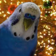 xmas bird