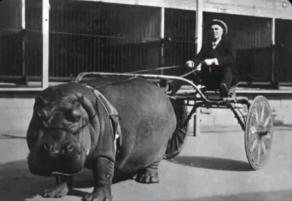 hippo