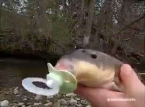 fishbinky