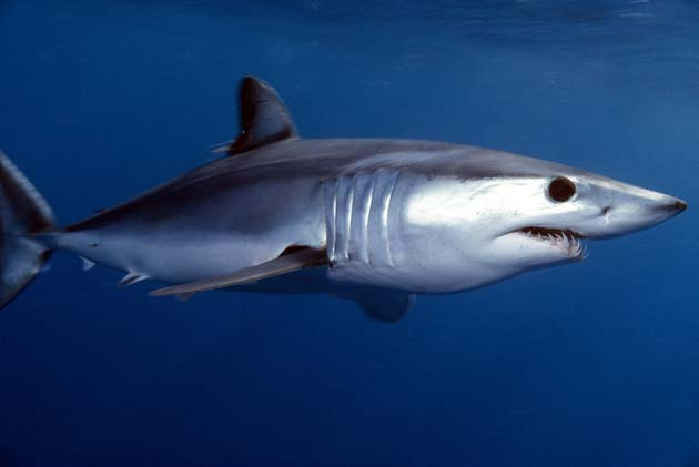 Mako-Shark-