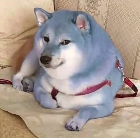 le_blue_doge