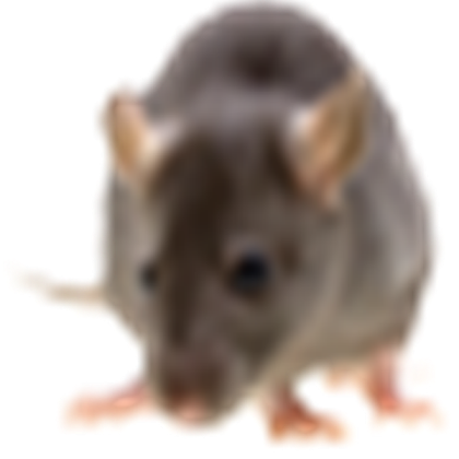 rat