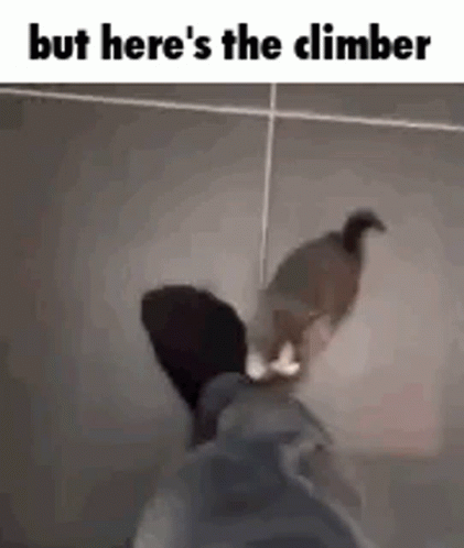 but-heres-the-climber-cat