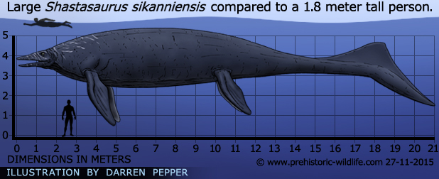 shastasaurus-size