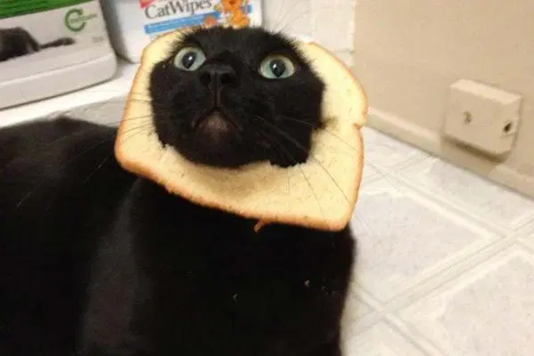 cat-bread