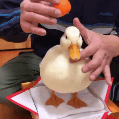 giphy-downsized-large