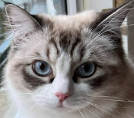 catpfp